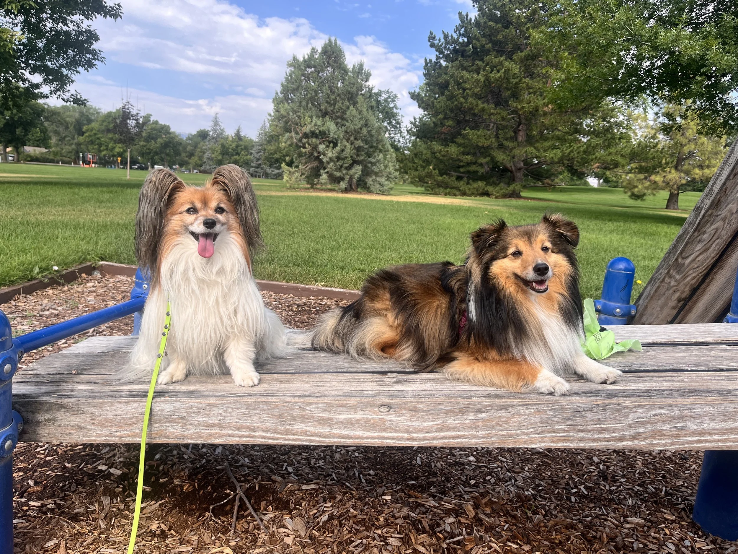 two dogs sit on a park bench and look at the camera