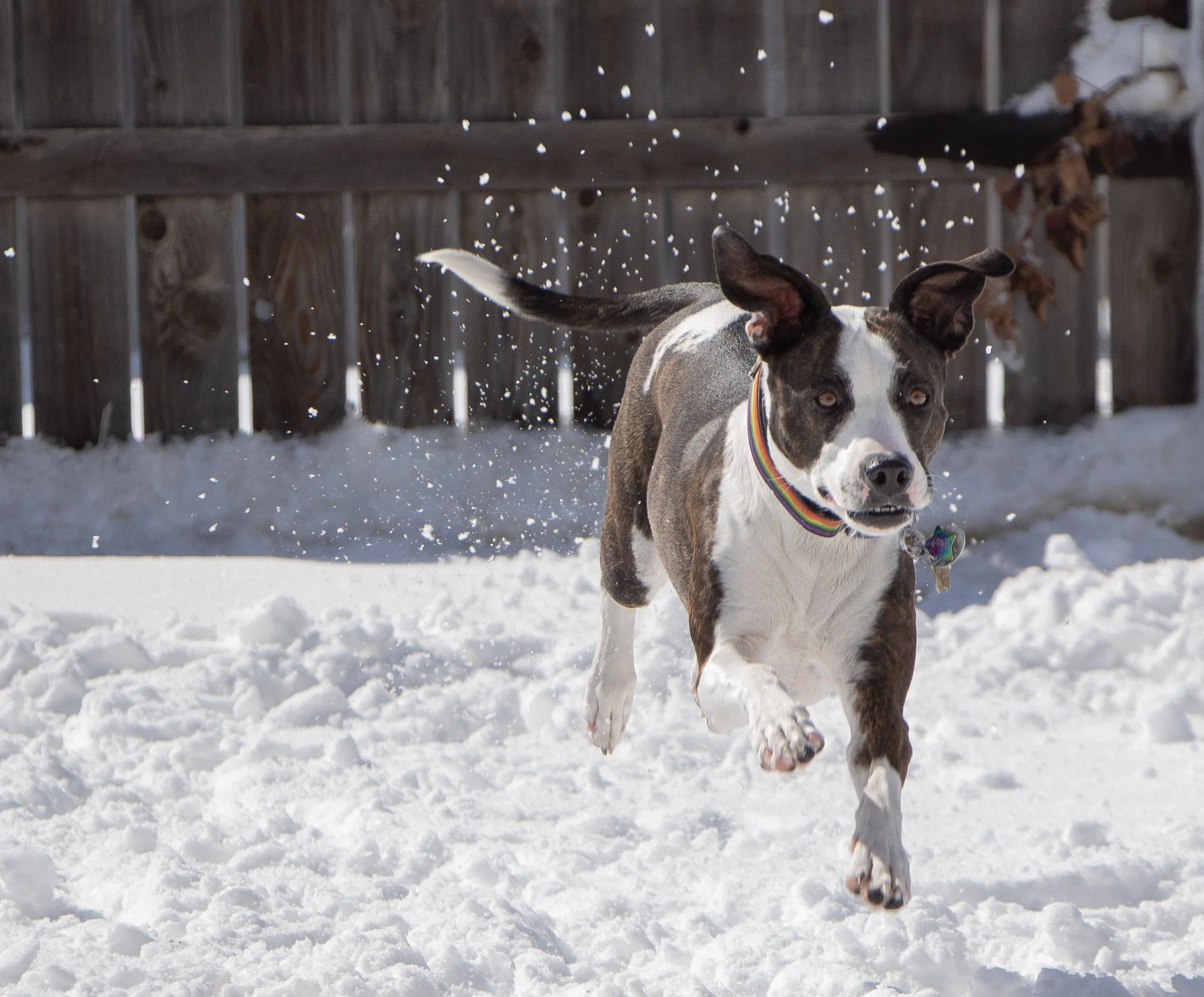 Brown and white dog leaping through the snow.