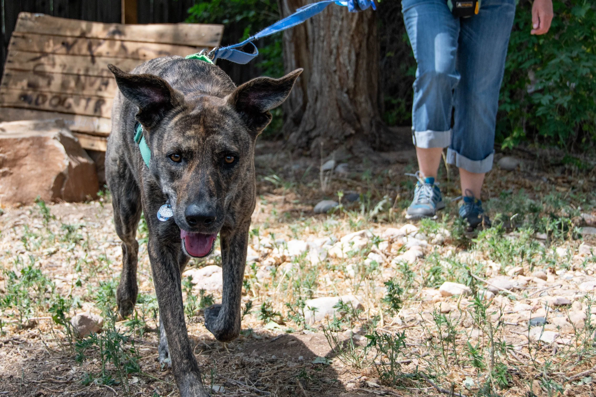 dog walks towards camera, Summit Dog Training Sniff Games class