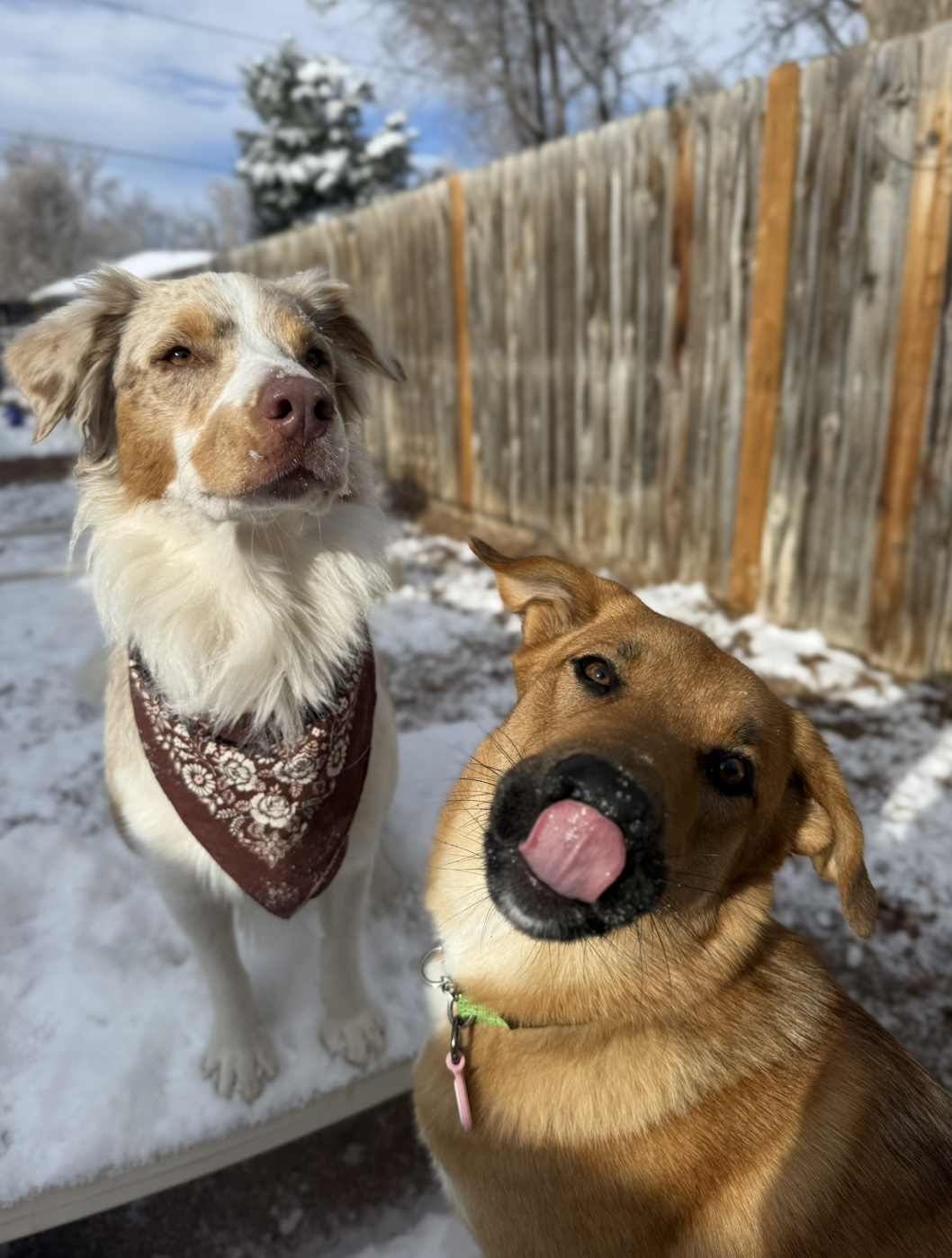Two dogs are outside sitting in the snow, one white and brown australian shepard with a maroon bandana, the second an all brown dog with their head tilted and tongue on their nose.