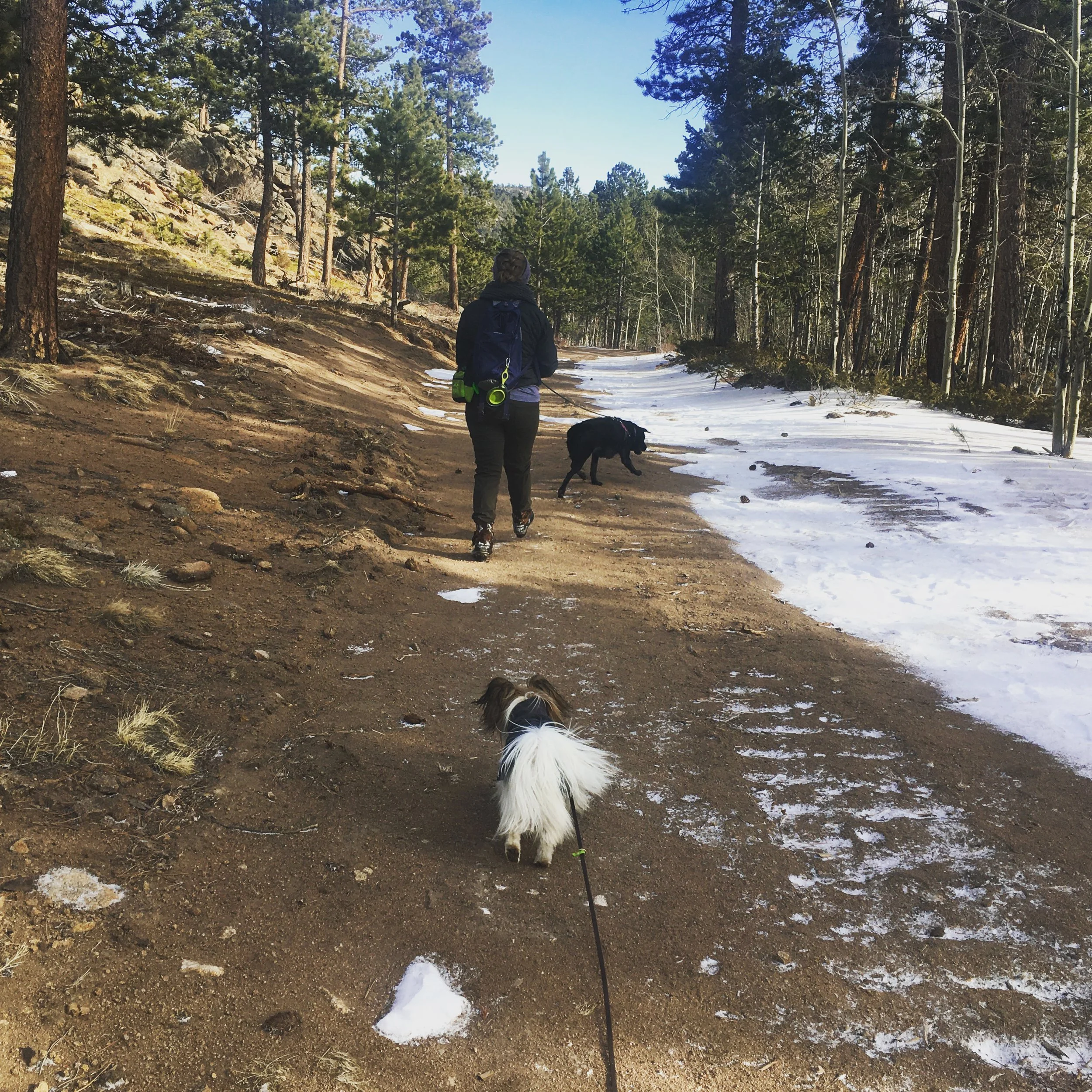 On a partially snowy dirt trail, a small white and brown dog on leash follows a second black larger dog on leash with their human.