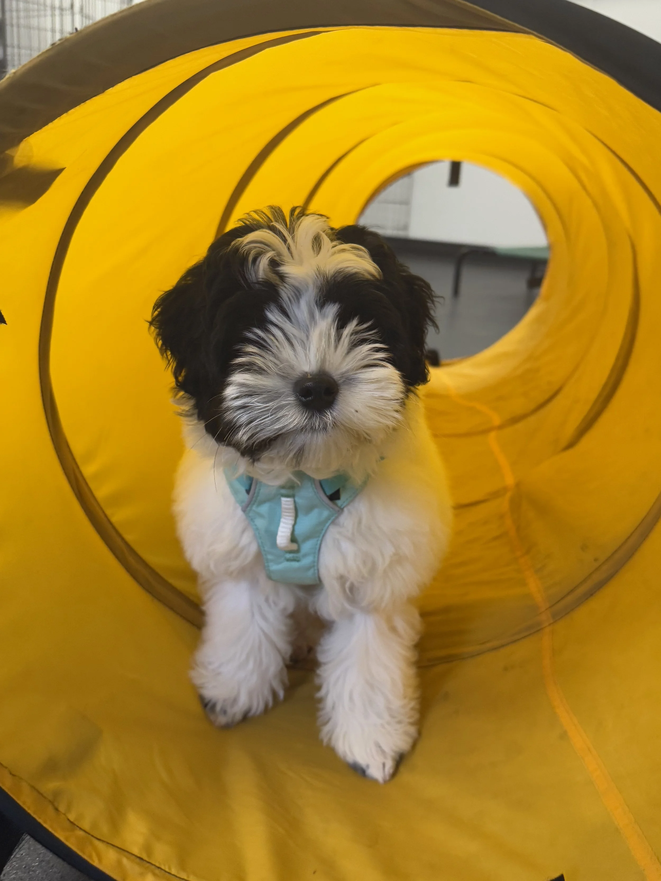agility foundations class at Summit dog training; small dog in tunnel