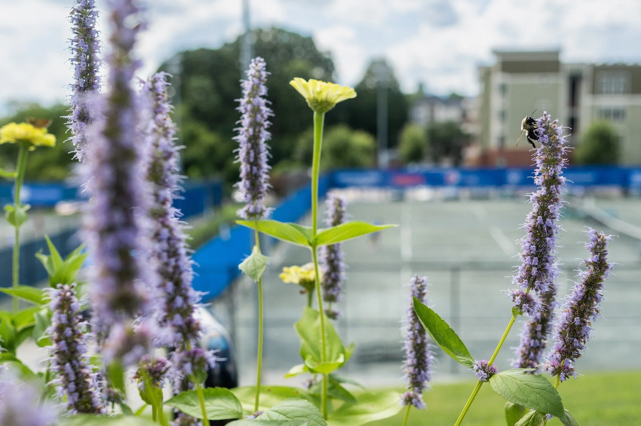🌍🎾🌸 Happy Earth Day and happy spring tennis newsletter!  Get out and pick up some trash or recycle some tennis balls today.  Learn how here: https://conta.cc/4mEw77a