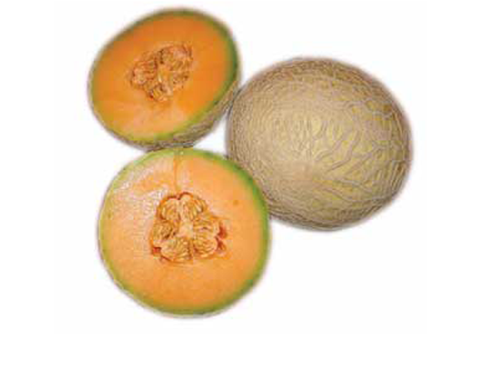 <strong>CANTALOUPE</strong>