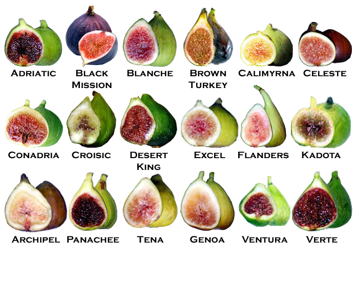 <strong>FIG</strong>