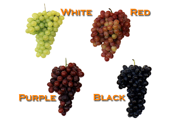 <strong>GRAPE</strong>
