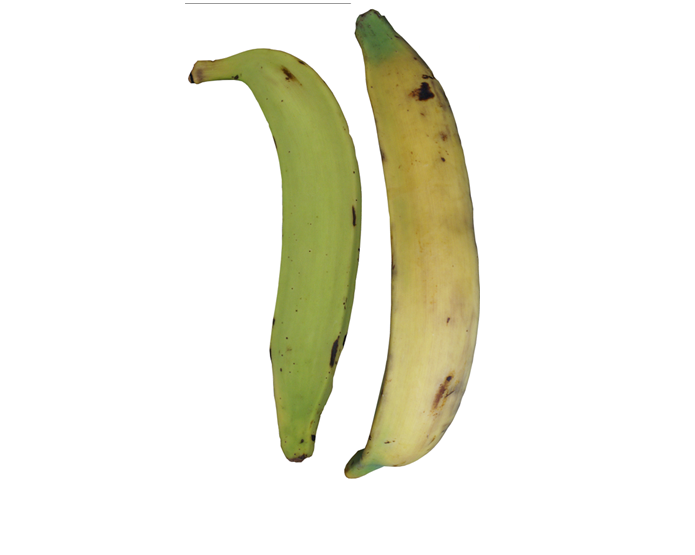 <strong>PLANTAIN</strong>