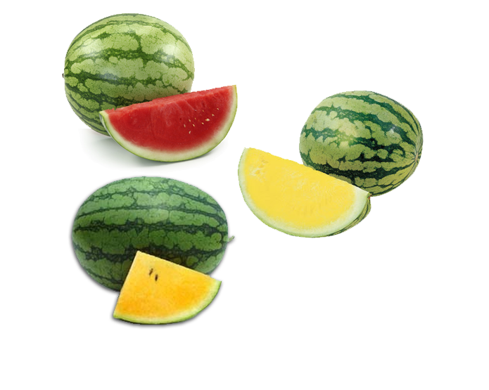 <strong>WATERMELON</strong>