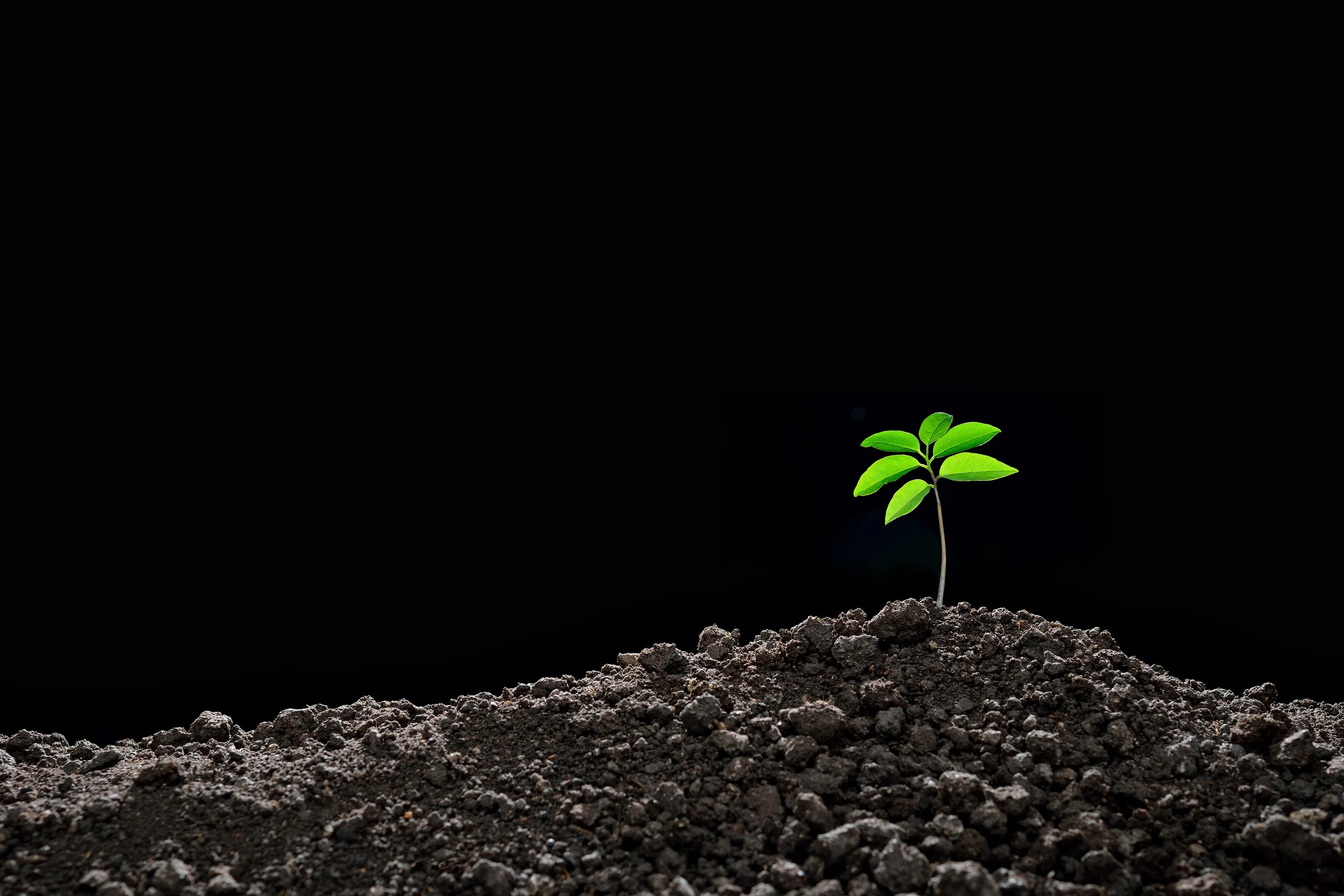 Young plant in the morning light 