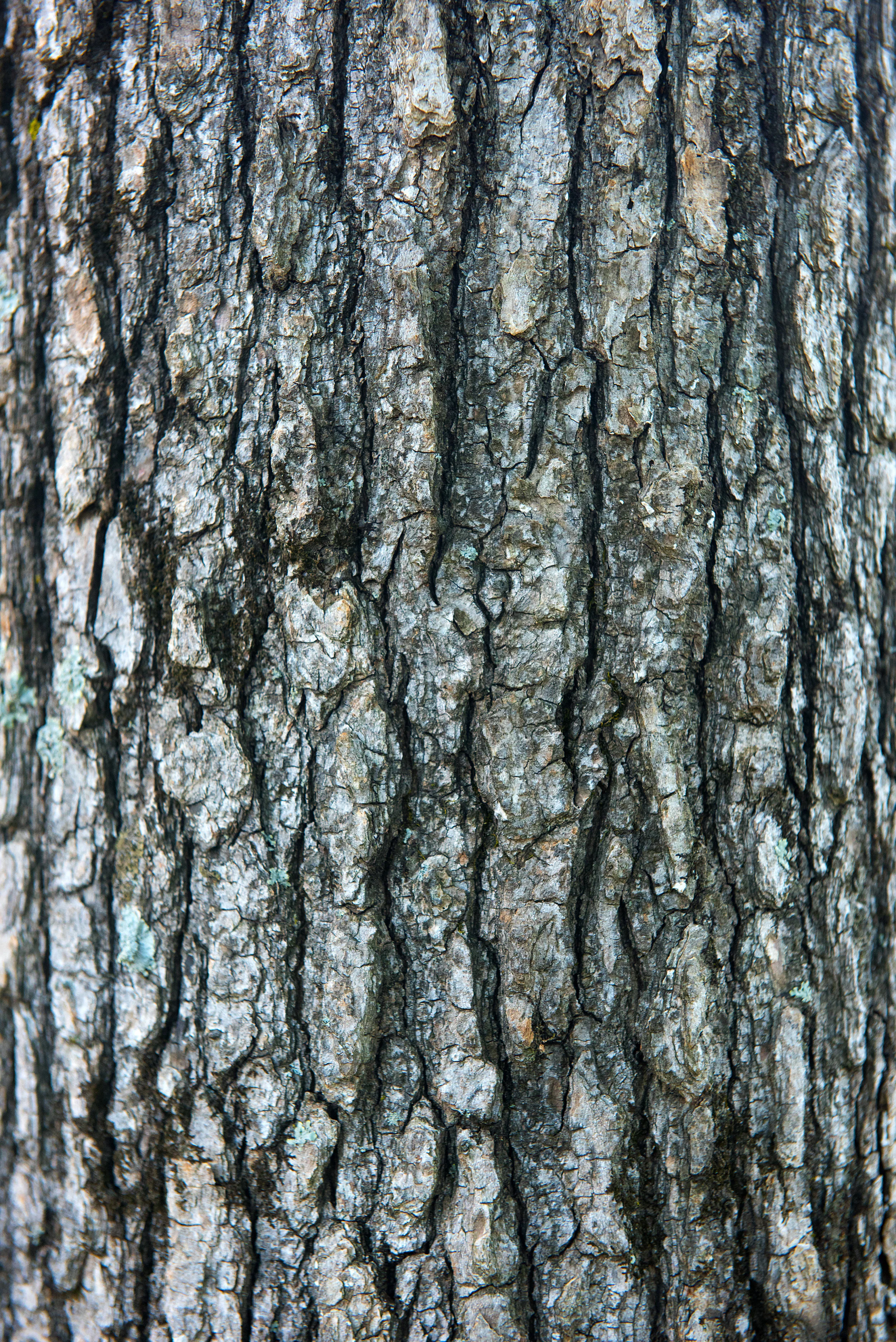 tree-bark-PBYKSLV.jpg