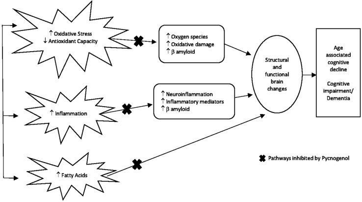 Figure 2 Proposed mechanism of action of PYC as a targeted therapy for preventing cognitive decline . With increasing age, inflammation-reduced antioxidant metabolism leading to increased oxidative stress and damage to fatty acids are common mechanisms that over time can impact on the brain causing structural and functional changes culminating in the outcome of age-associated cognitive decline, cognitive impairment, and/or dementia. PYC potentially inhibits these mechanisms as represented by the x in the diagram due to its scavenging ability to free radicals and protection of proteins (biomolecules) against oxidative damage (Packer et al., 1999; Rohdewald, 2002; Ansari et al., 2008), neuron protection from β amyloid-induced apoptonis (Peng et al., 2002; Gulati, 2014), anti-inflammatory effects (Lau et al., 2004), and reduction of fatty acids (Sivonová et al., 2004).