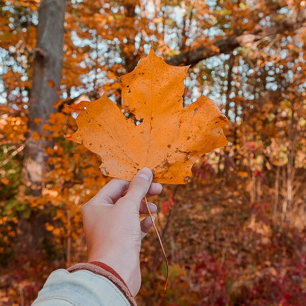 PUMPKIN A.jpg