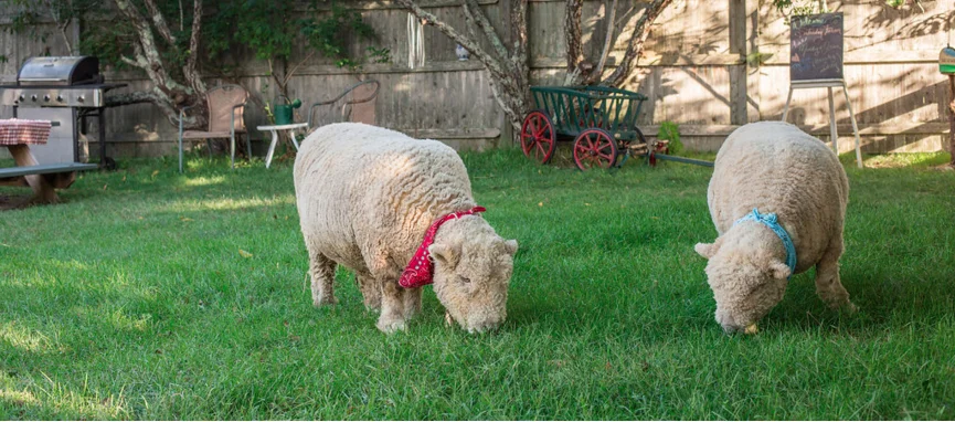 baa boys cropped.jpg