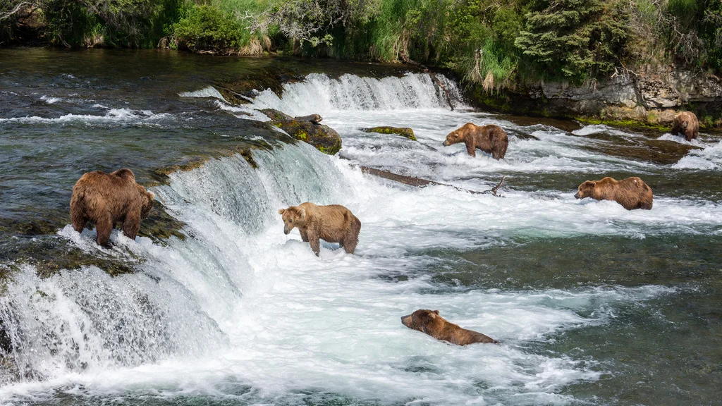 Alaskan brown bears chilling at Brooks Falls in Katmai National Park. (Image: Flickr )