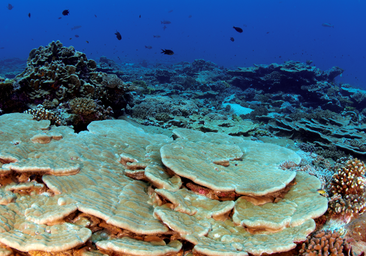 Kingman Reef supports a vast variety of marine life, including approximately 38 genera and 130 species of stony corals (Image: Wikimedia Commons )