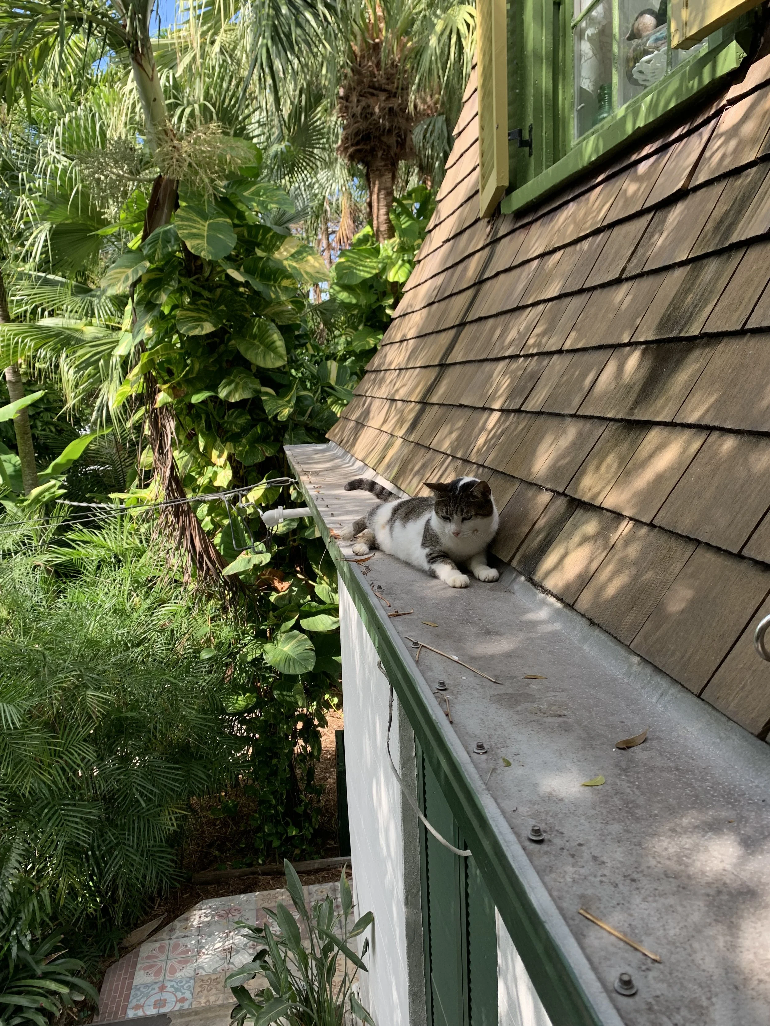 Hemingway House Cat.jpeg