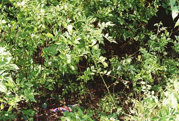 FL000001.jpg