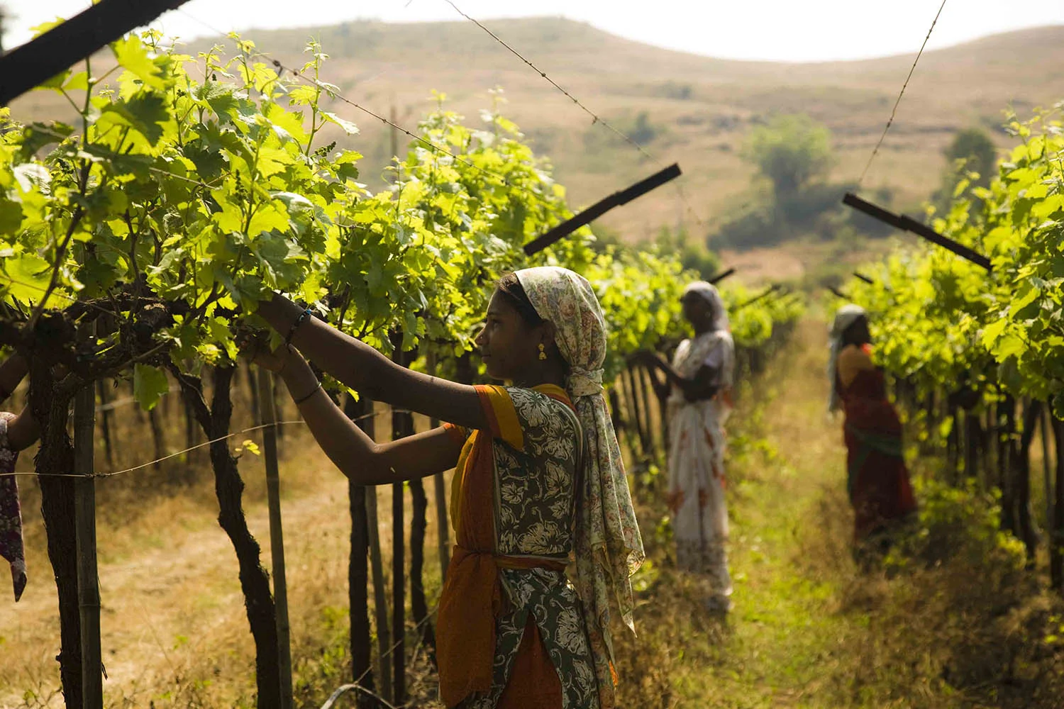 Women collect grapes in a vinegard in Nashik. Feature on the wine industry in India