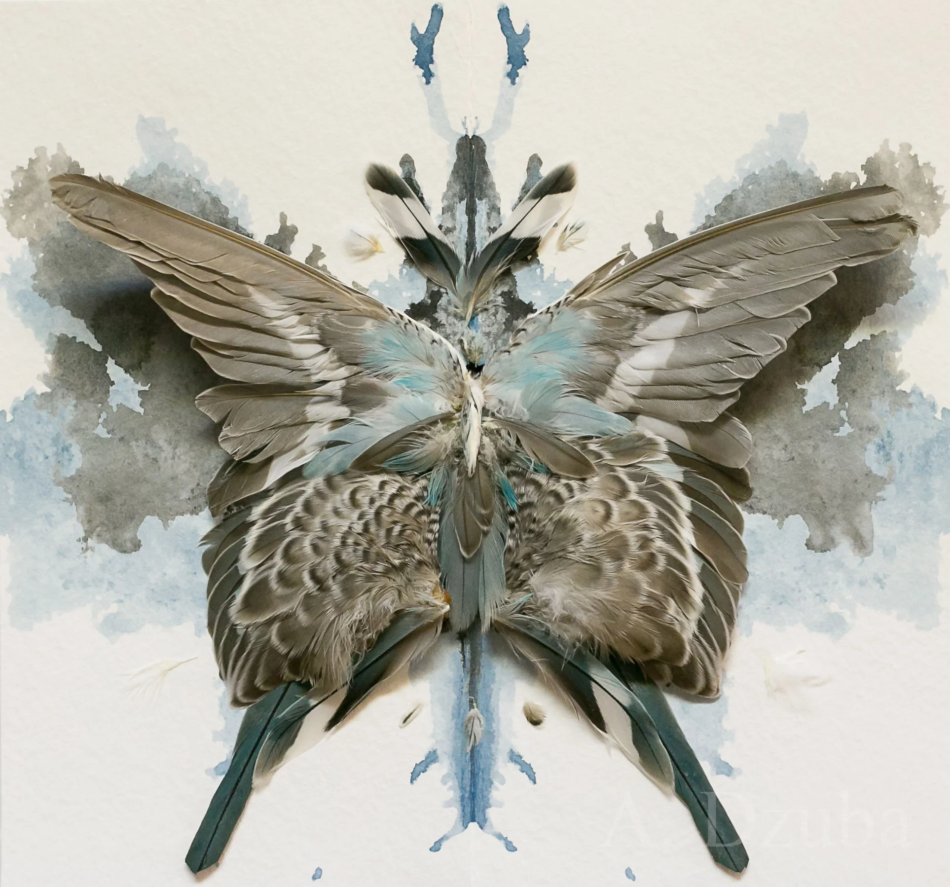Birdwing Butterfly "Black & Blue" - SOLD