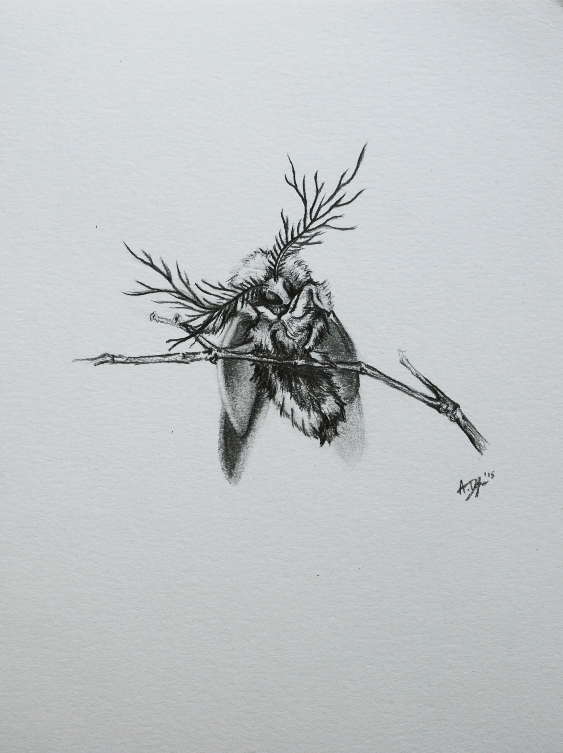 Moth Stag