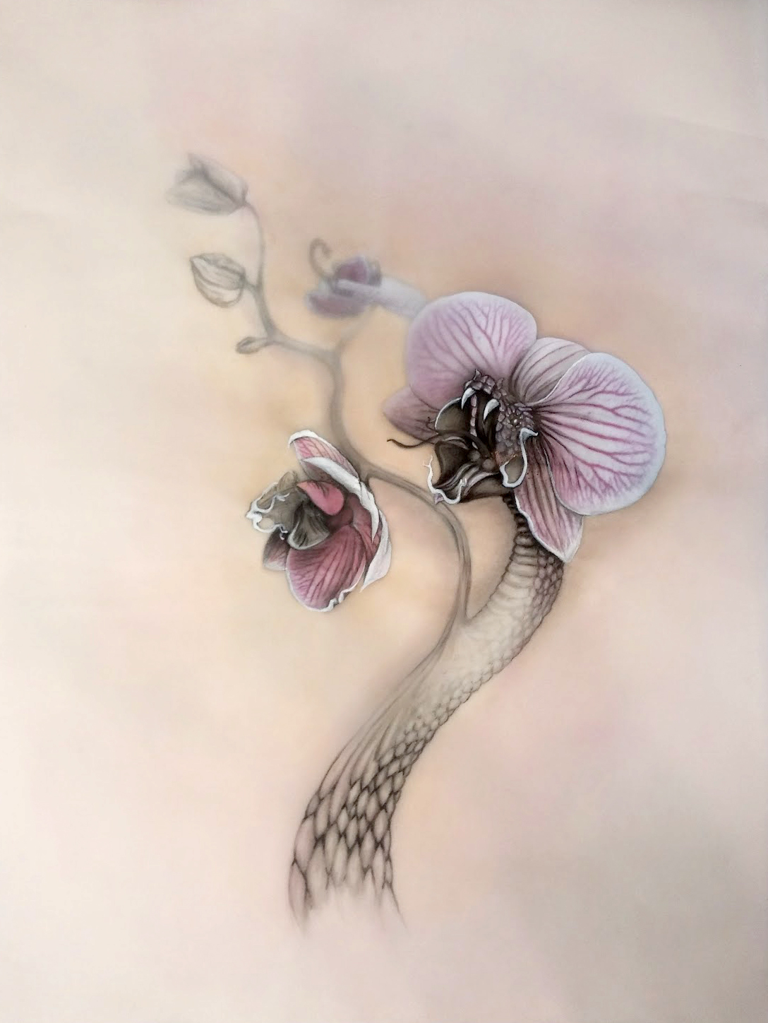 Snake Orchid