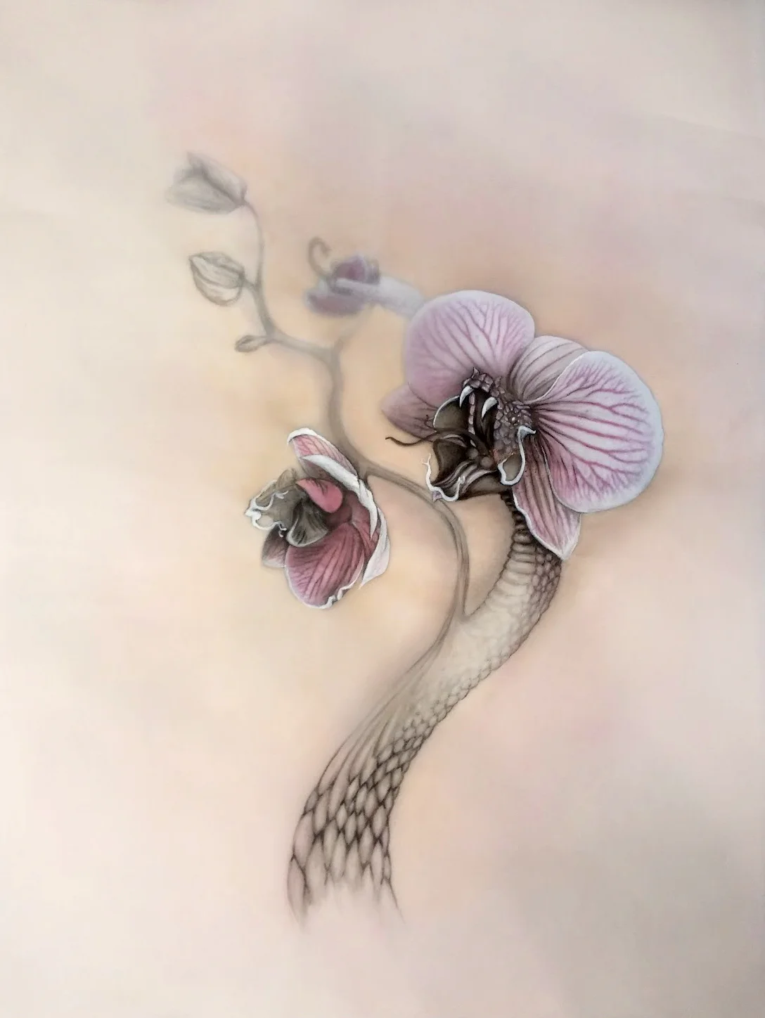 Snake Orchid