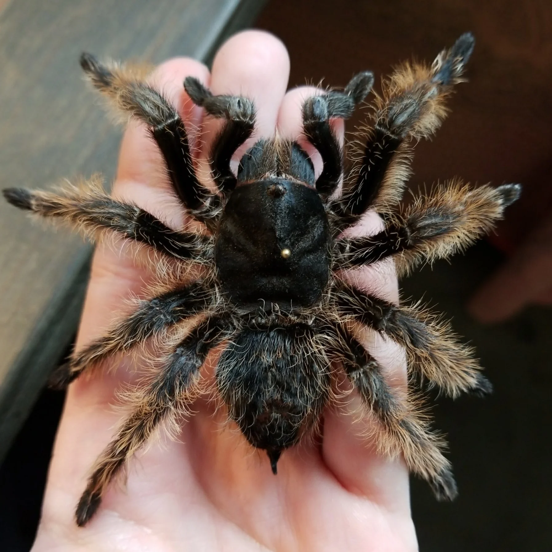 Pet Memorial - Brachypelma Albopilosum