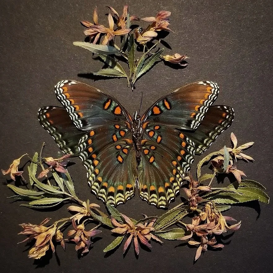 Butterfly Study