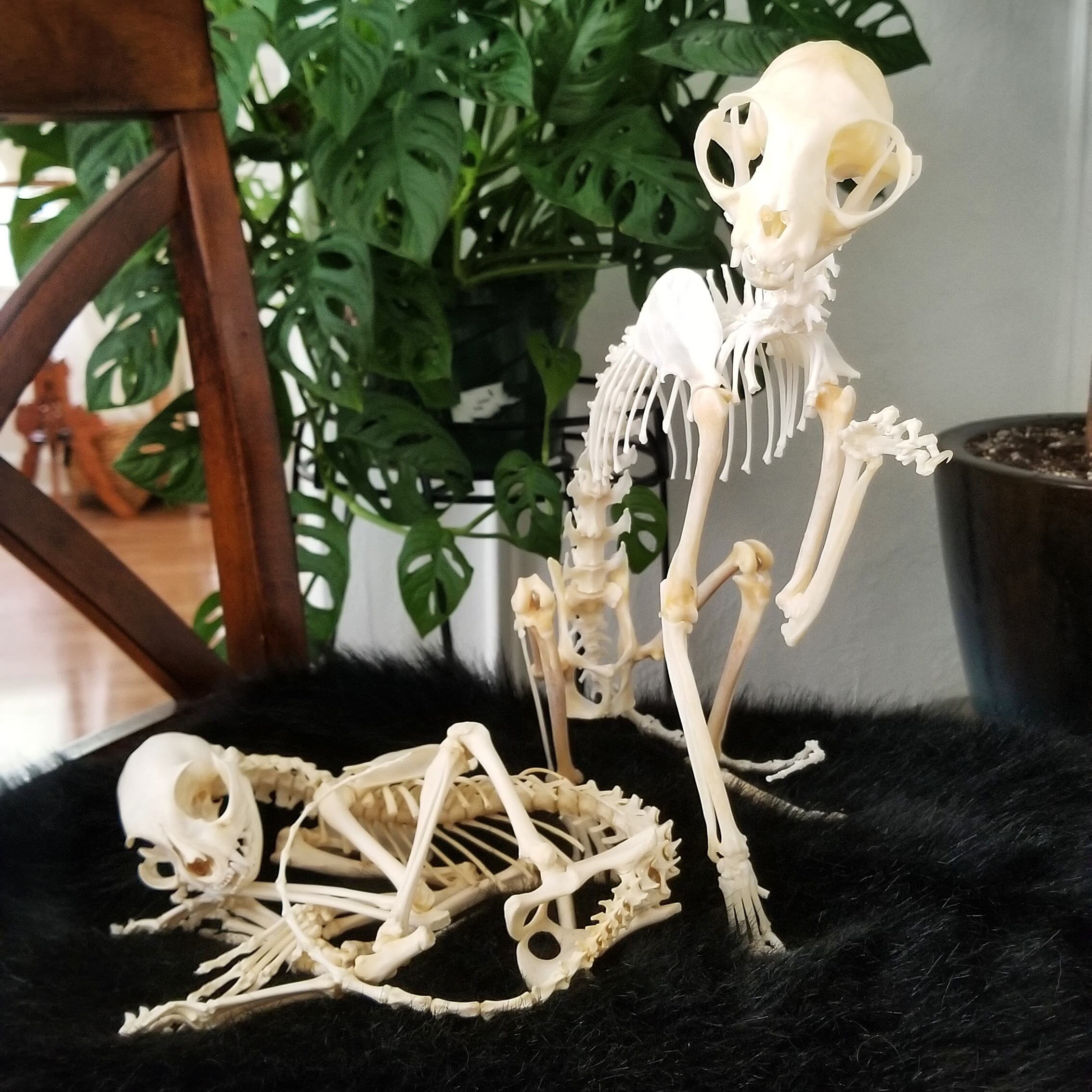 Articulated Real Cat Skeleton