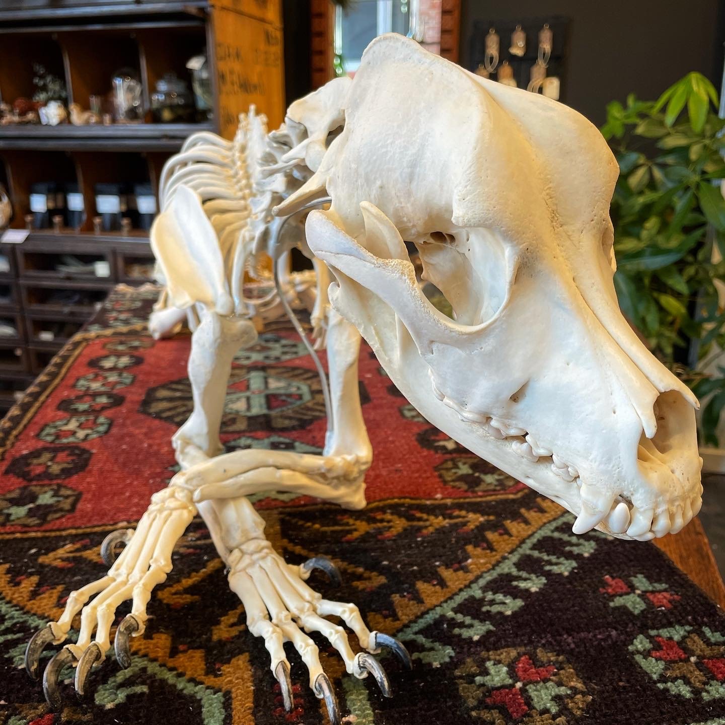 Custom Base - Full Dog Skeleton