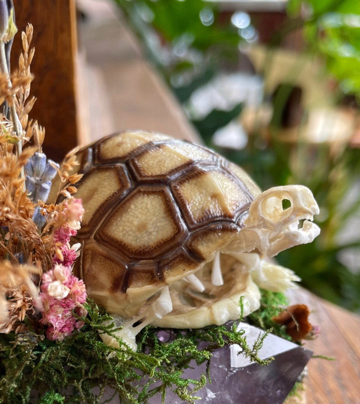 Tiny Tortoise Memorial