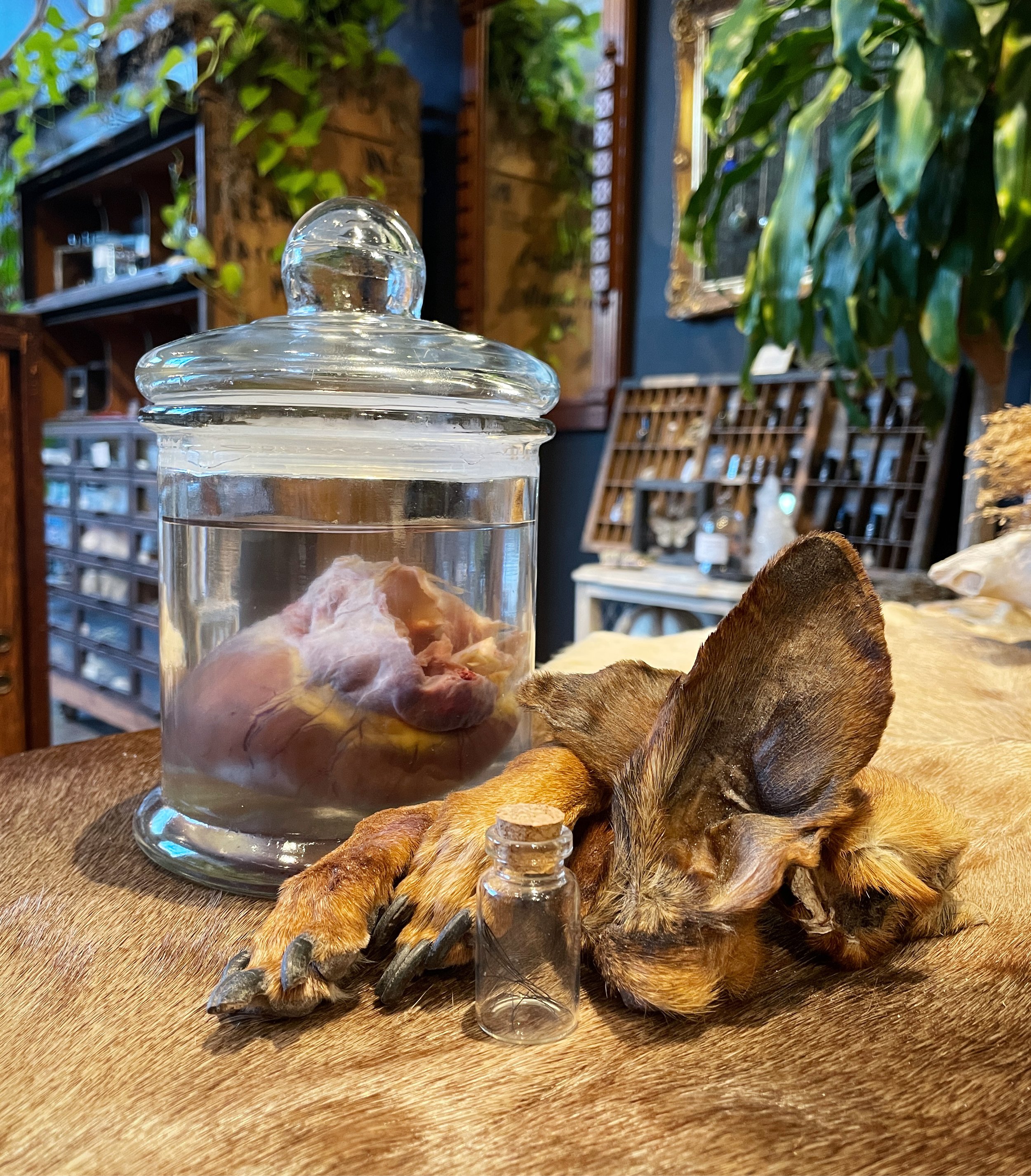 Examples of Mummified Paws and Preserved heart