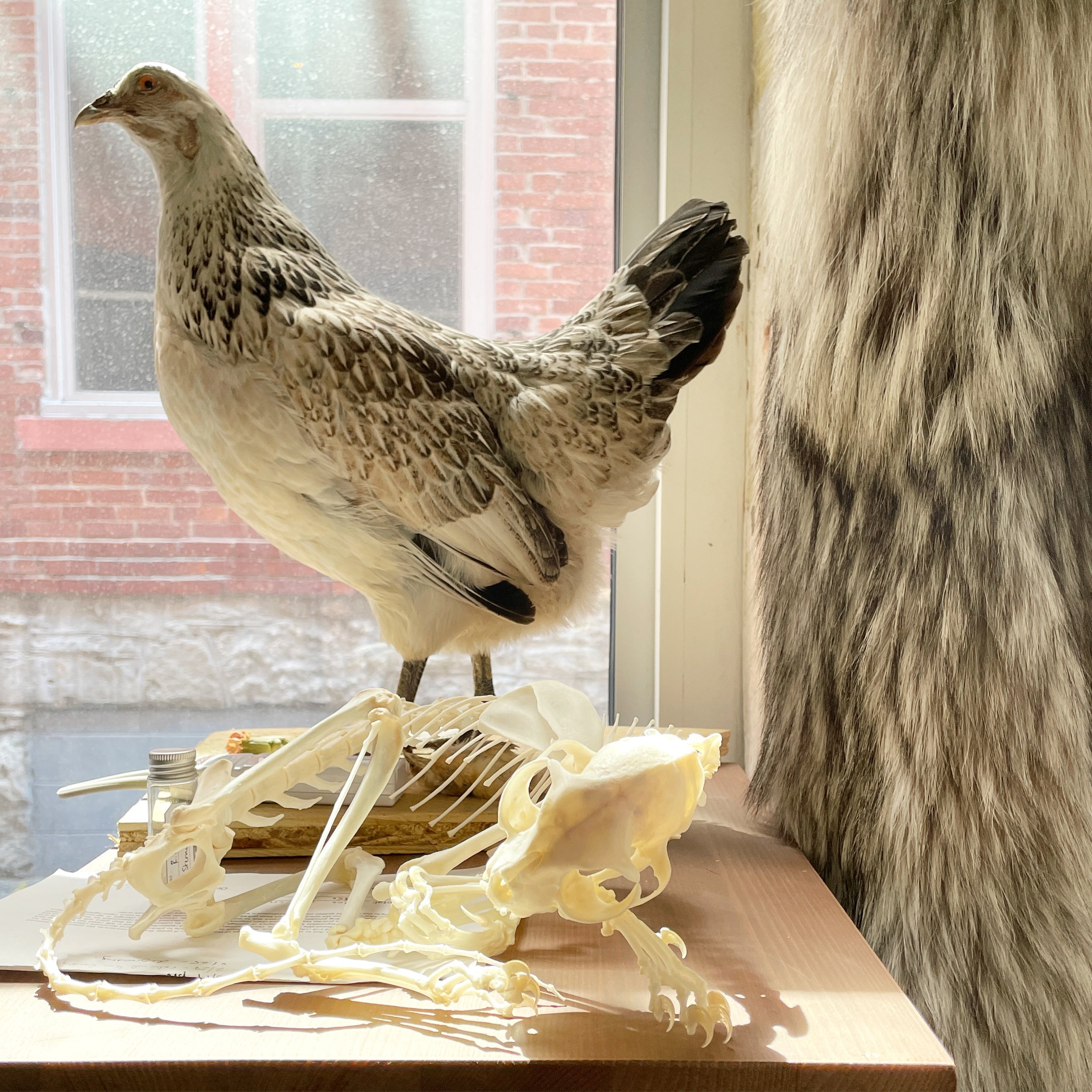 Hen & Kitty Memorial