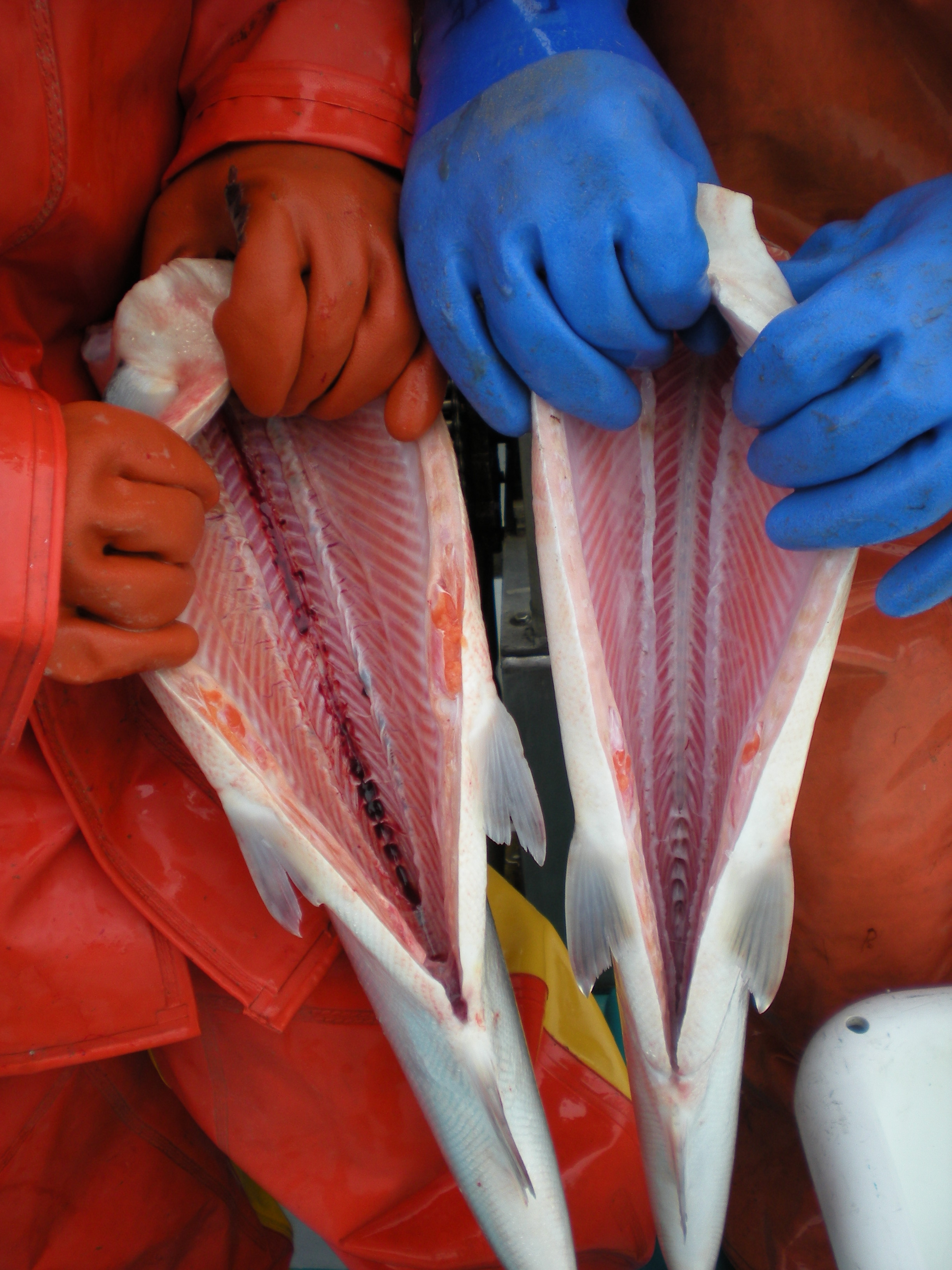 A nonpressure-bled salmon (left) and pressure-bled salmon (right).