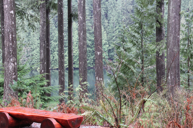 The Benefits of Forest Bathing