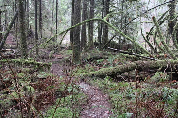 Celebrating our forests – March 21, International Day of Forests 