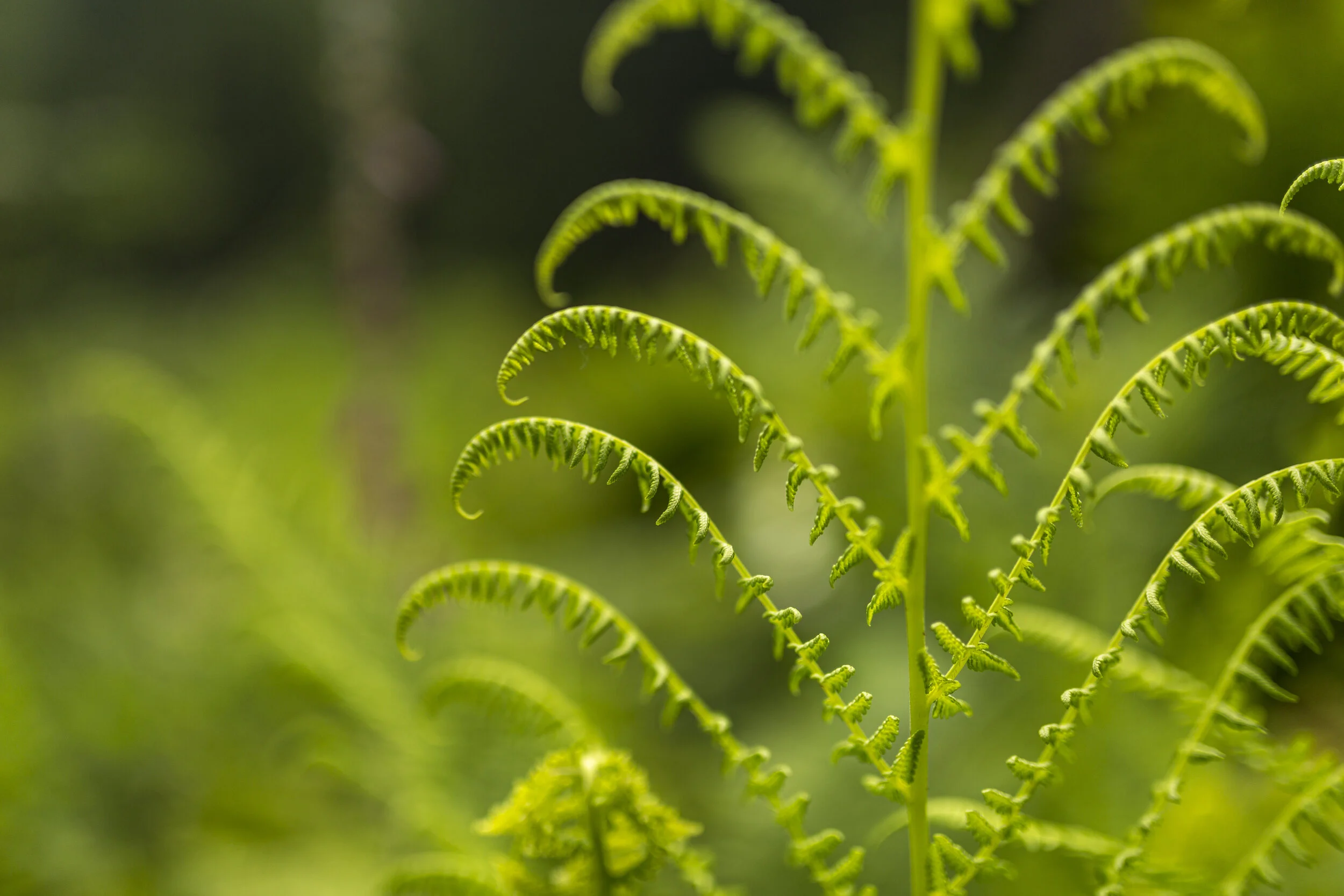 jk_nature_9327.jpg
