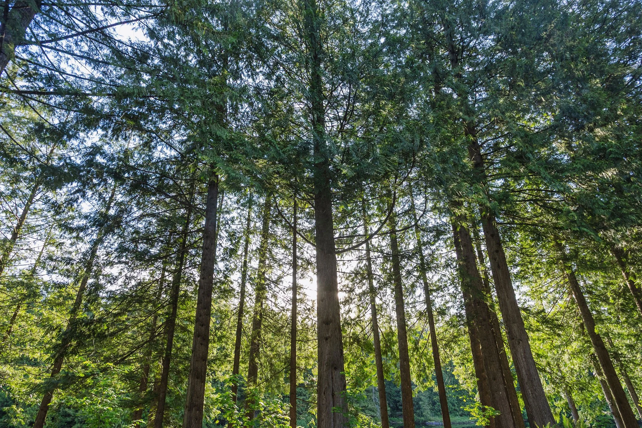 A New Ropes Course is Coming to Loon Lake