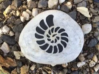 ammonite 1.jpg
