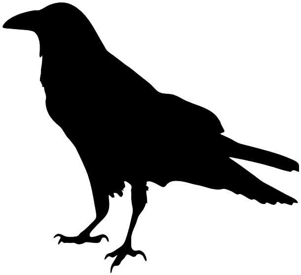 raven square.jpg