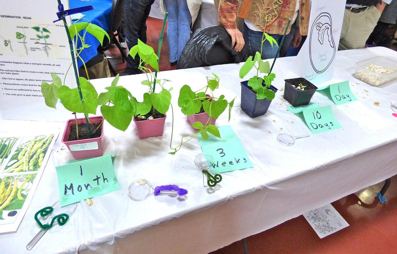 Nicasio_School_fundraiser_plants.jpg