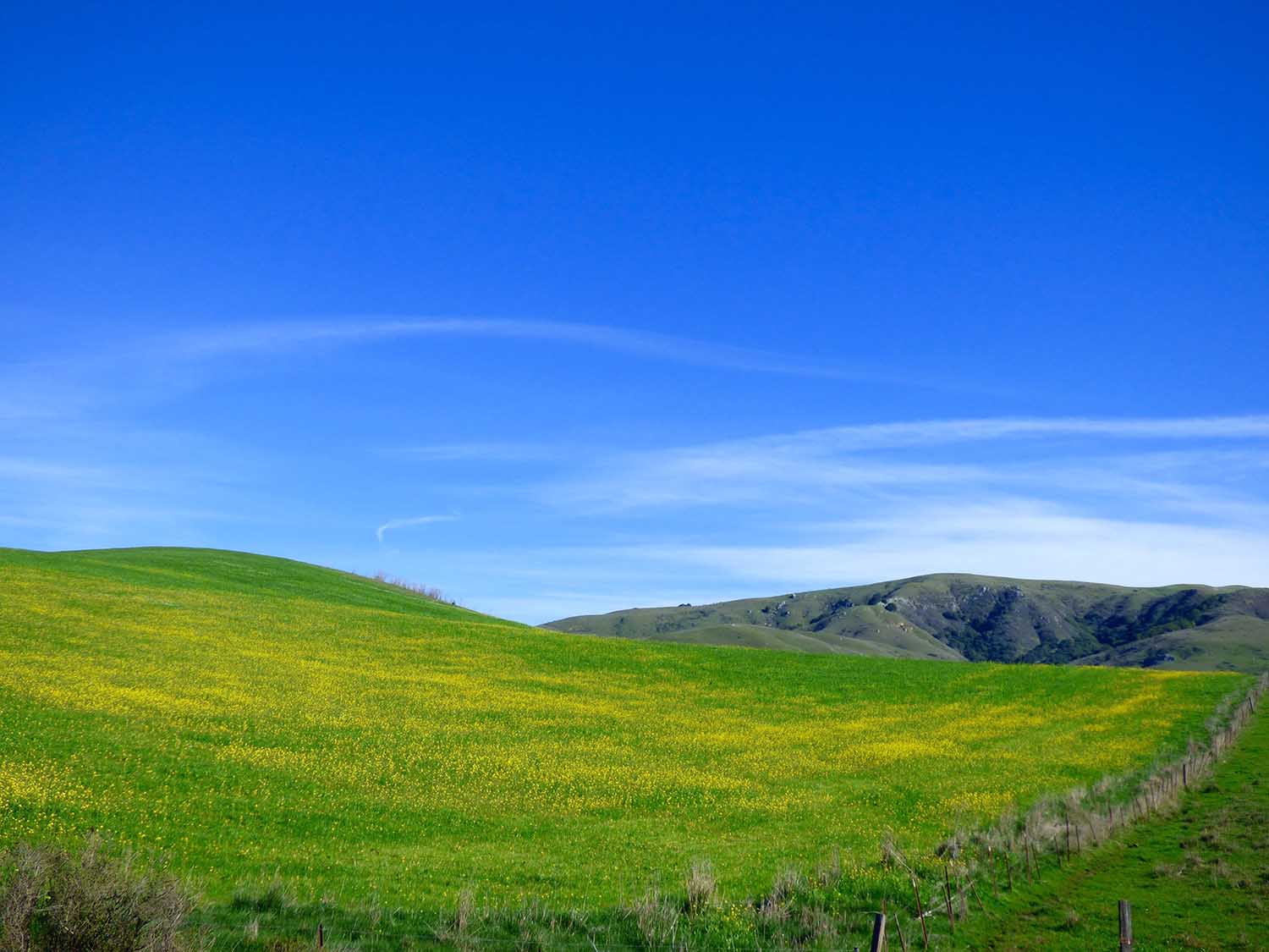 Nicasio_fields.jpg
