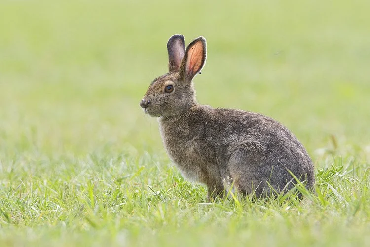 Snowshoe Hare — Edmonton & Area Land Trust