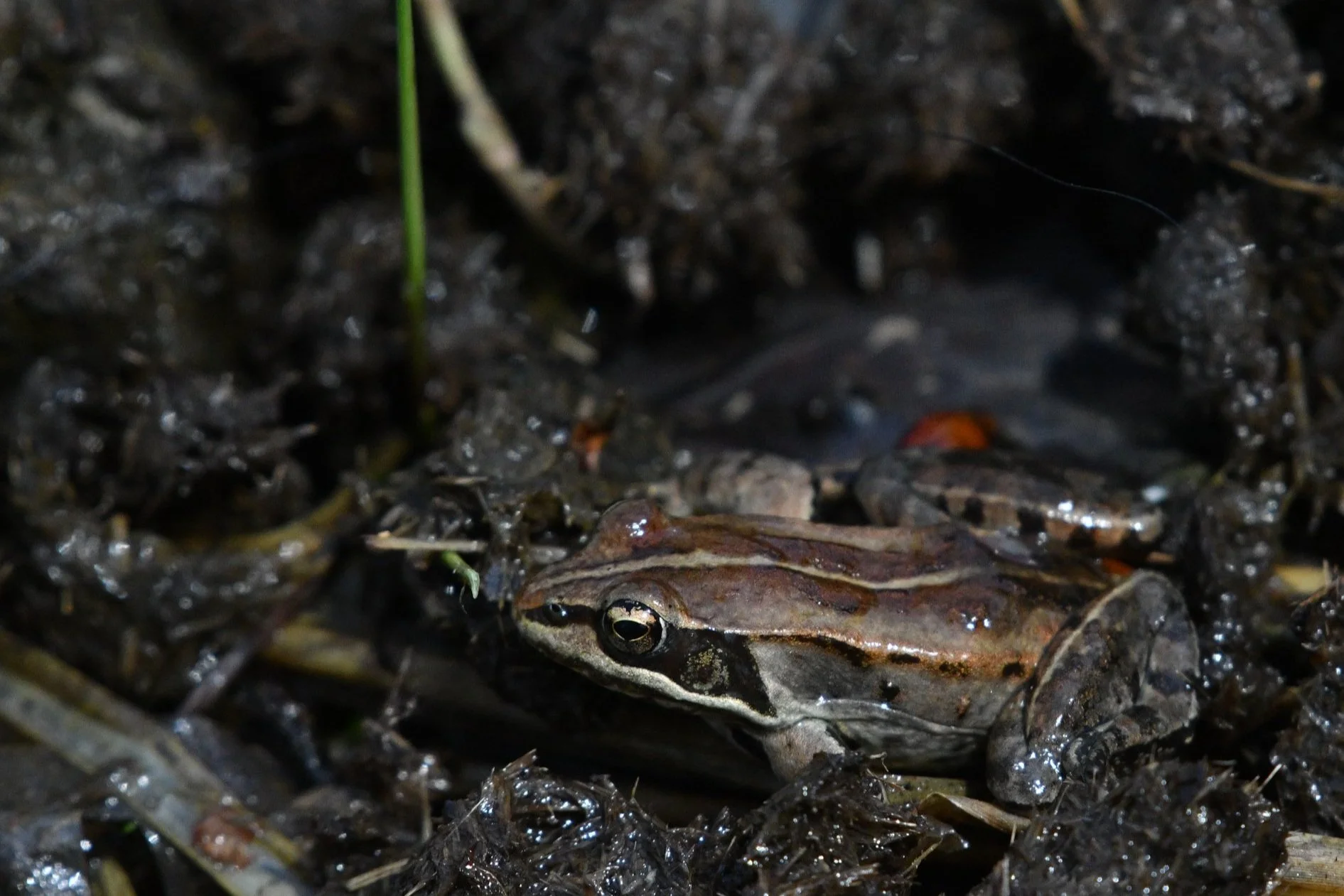Wood Frog — Edmonton & Area Land Trust