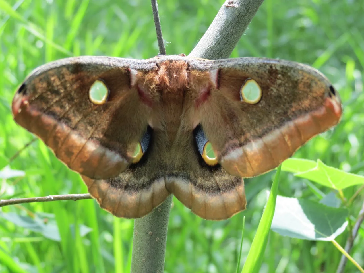 polyphemus moth.jpg