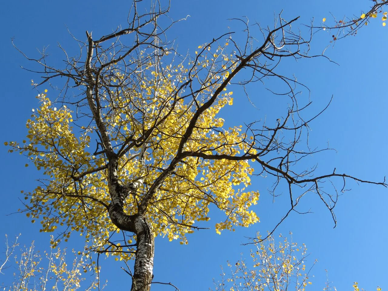 tree in fall_GR_20216.jpg
