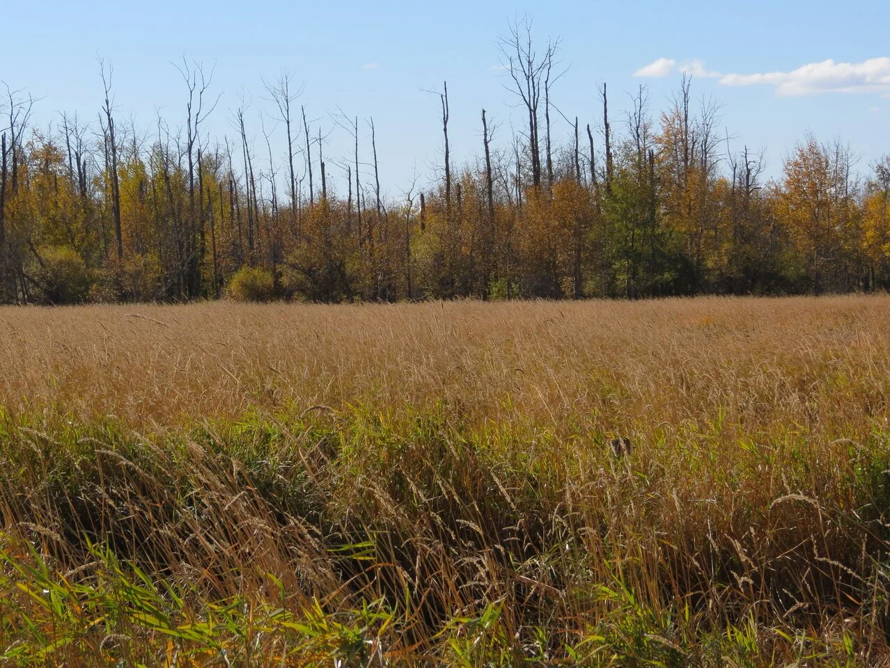 field in fall.jpg