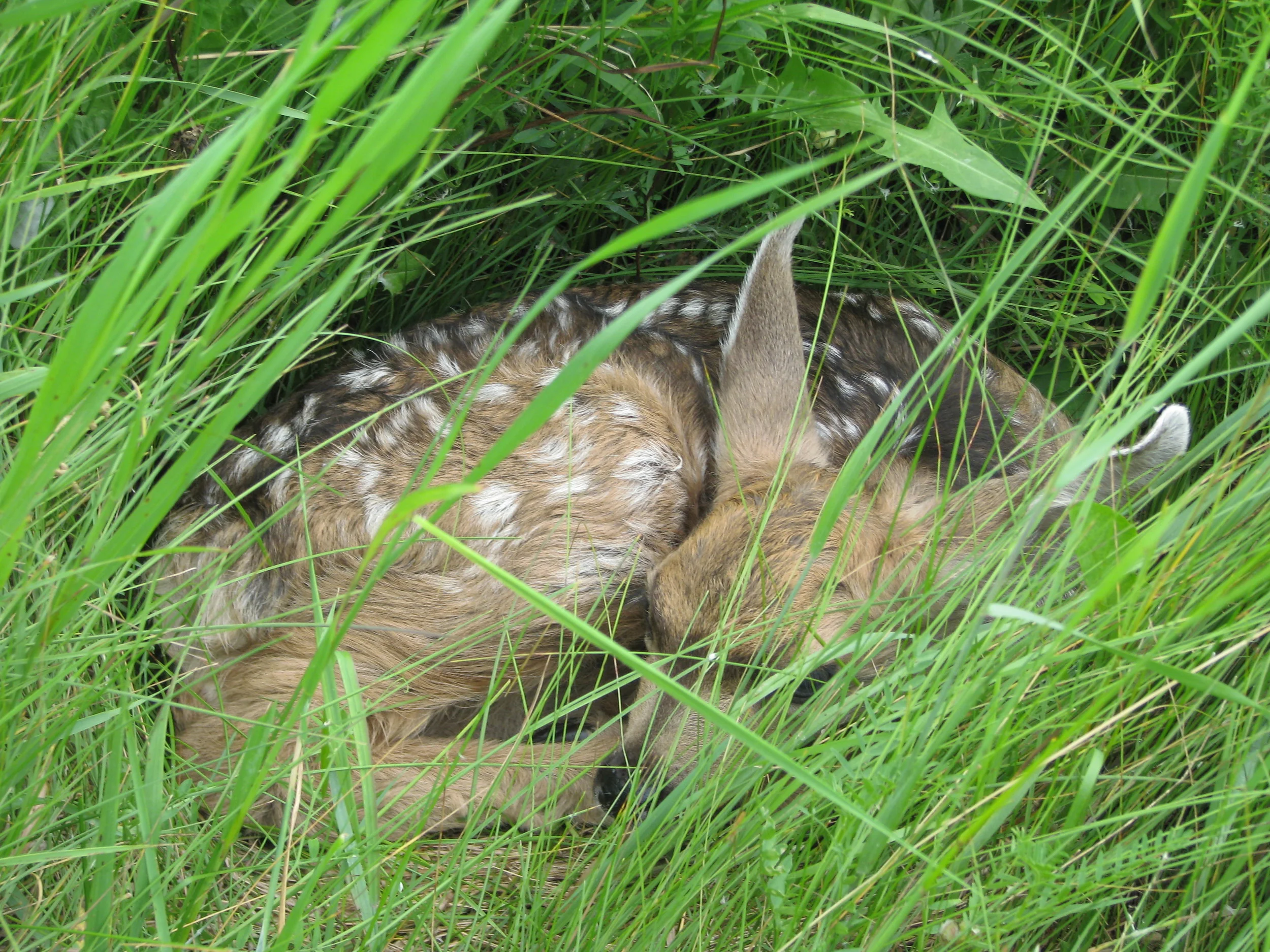 Fawn safely hiding at Golden Ranches