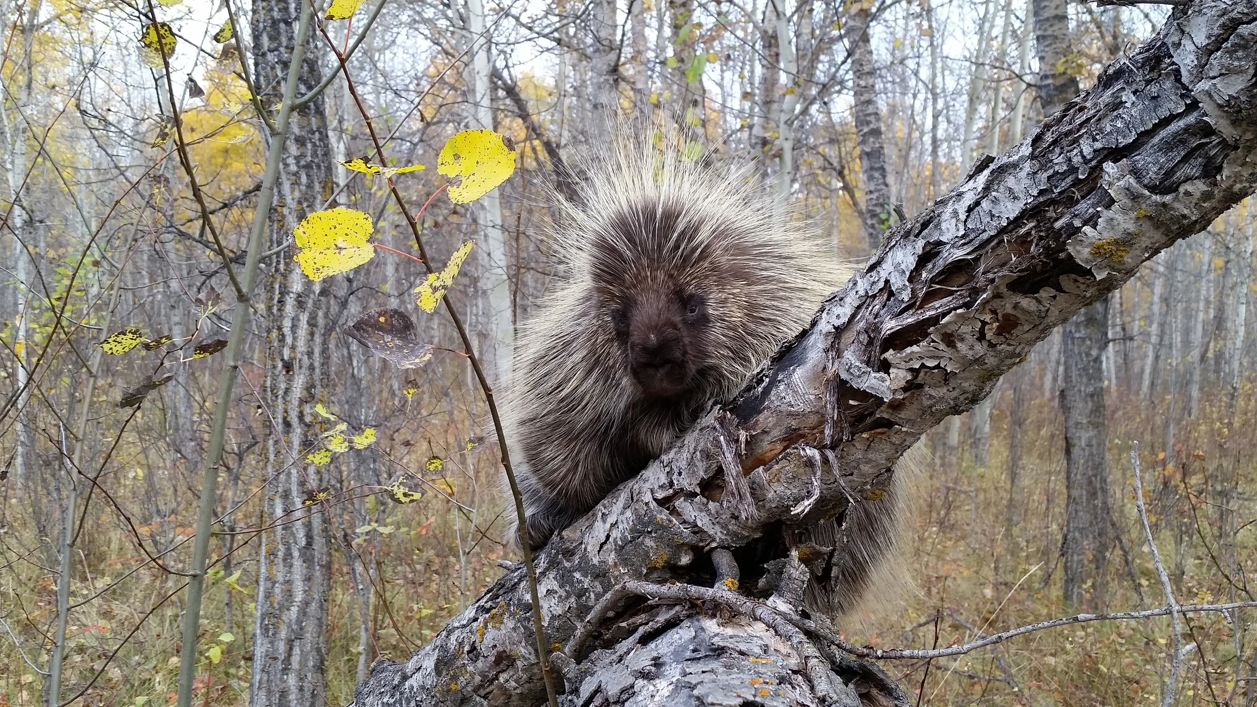 Porcupine