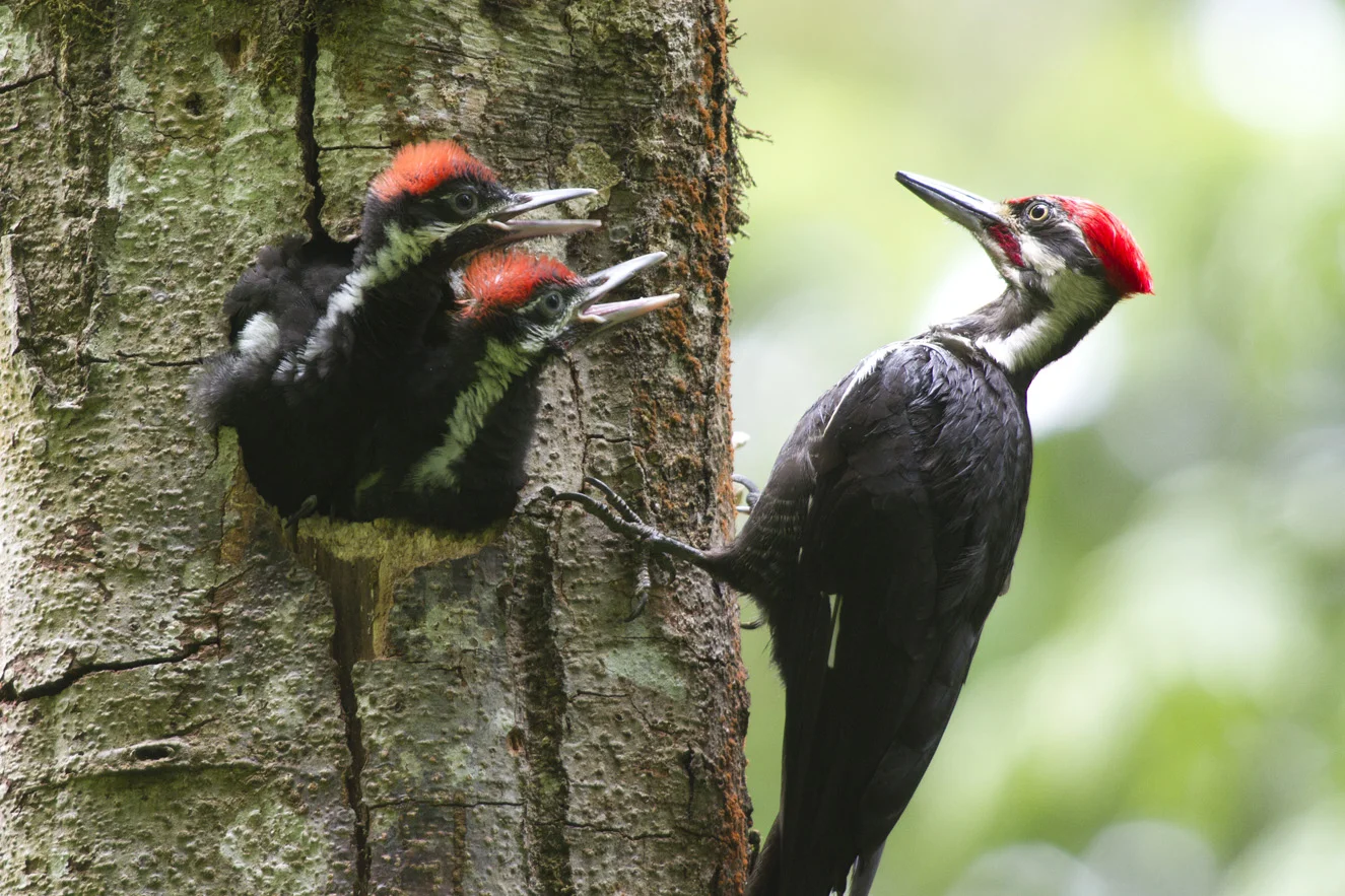 Pileated Woodpecker